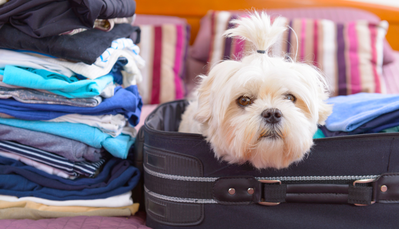 La valigia del cane - checklist da stampare con tutto quello che gli devi portare in vacanza - TRAVELLING DOG