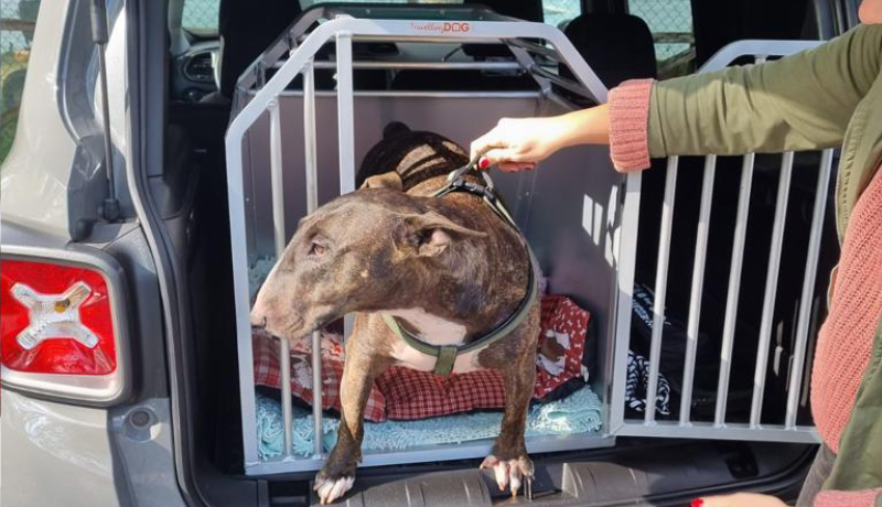 Trasportino per JEEP RENEGADE su misura per Bull Terrier - TRAVELLING DOG