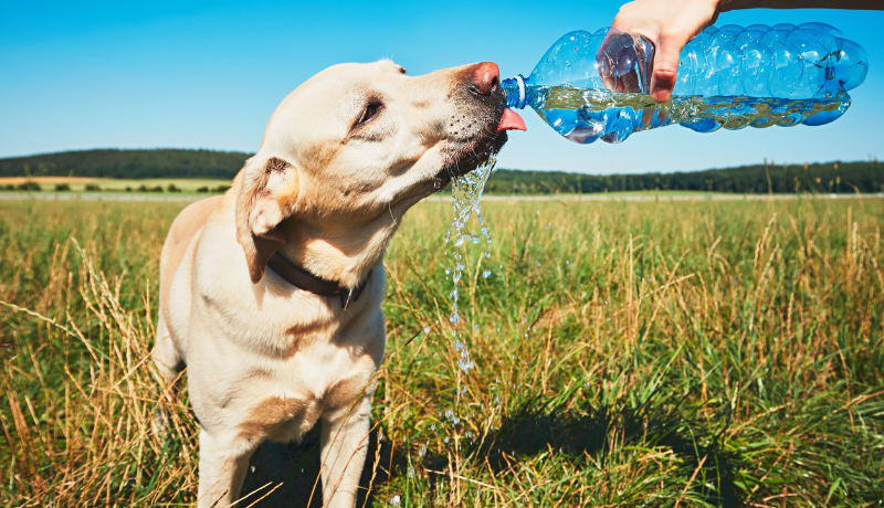 Colpo di calore cane: come si riconosce? - TRAVELLING DOG