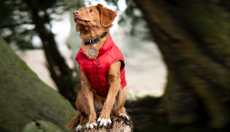 Cambio stagione cane: come affrontare l'autunno - TRAVELLING DOG