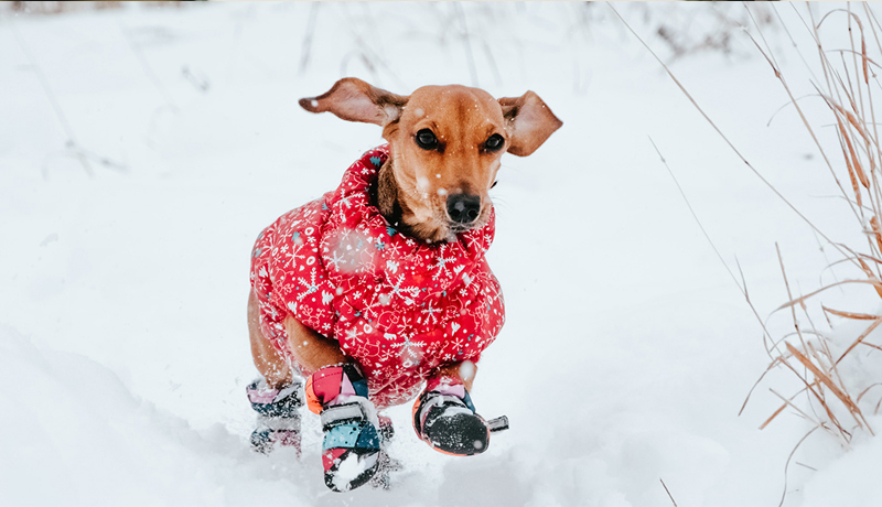 Cane freddoloso? Scopri le razze sensibili al freddo - Travelling Dog