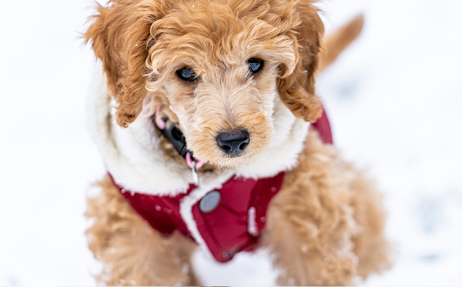 Cane freddoloso? Scopri le razze sensibili al freddo - Travelling Dog