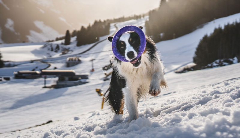 Settimana bianca con il cane - TRAVELLING DOG