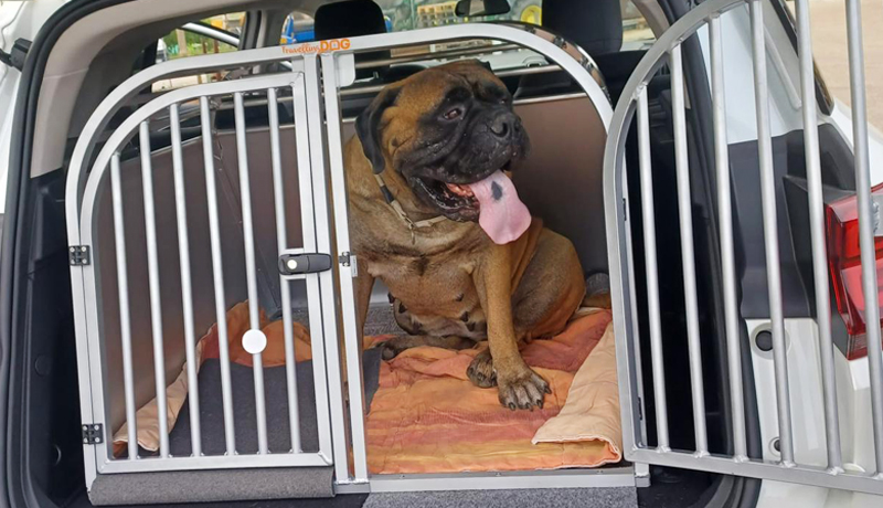 Bullmastiff: kennel su Citroen C5 Cross - TRAVELLING DOG